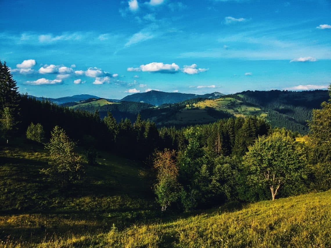 Sunčeve zrake kroz gustu šumu